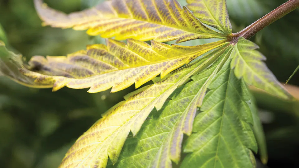 Hydroponic Urban Planning: Cultivating Sustainable Cities of the Future